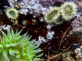 anêmonas do mar subaquático foto