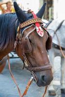 cabeça de cavalo com brasão de armas de florença foto