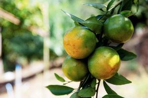 laranja na fazenda. foto