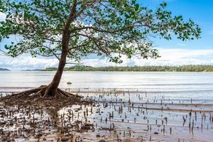 árvores de mangue crescem sozinhas na praia. árvore no paraíso, mangue pairando sobre uma praia. foto