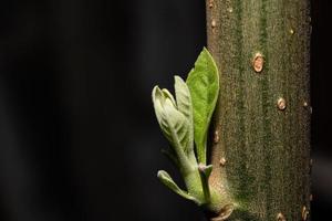 nova folha no tronco da árvore que mais cresce. folhas verdes jovens frescas de galho de árvore crescendo foto