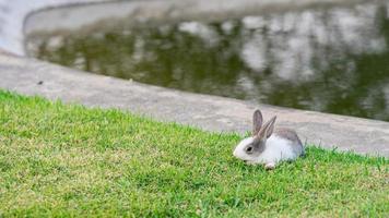 coelhinhos estavam felizes no gramado verde, pastando brotos jovens com gosto. espaço vazio para inserir texto. foto