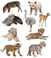 coleção de animais bebê foto