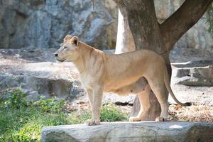 leão feminino no zoológico foto