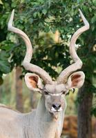 kudu maior masculino foto