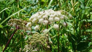 Feche a imagem de flores brancas selvagens cercadas por insetos com grama verde alta ao fundo foto