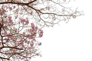 árvore de trombeta rosa ou tabebuia rosea isolada no fundo branco foto