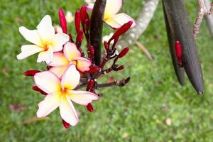 closeup plumeria amarela e branca no jardim foto