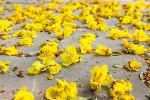 flor amarela no chão, poinciana amarela, foco selecionado foto