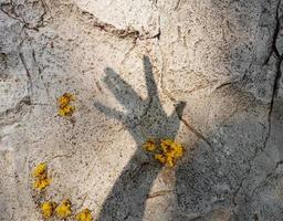 sombra de mãos com flores amarelas sobre fundo de pedra foto