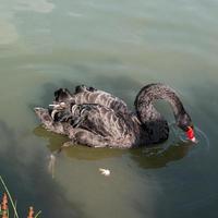 cisne negro, cygnus atratus, em um lago em kent foto