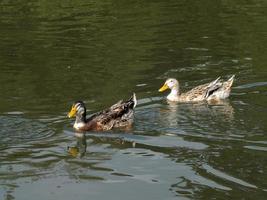 um par de patos-reais, anas platyrhynchos foto