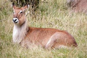 defassa waterbuck, kobus ellipsiprymnus foto