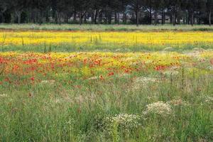 um campo de flores da primavera em castiglione del lago, província de perugia foto