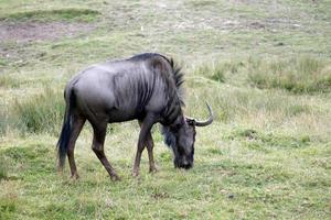 gnu azul ou gnu tigrado pastando foto