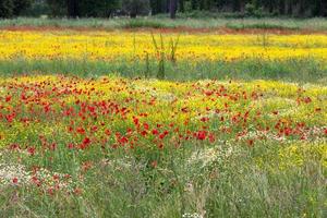 um campo de flores da primavera em castiglione del lago, província de perugia foto