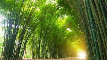 árvore de bambu do túnel com luz solar. foto