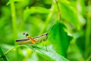 close-up de gafanhoto em folhas verdes. foco suave foto