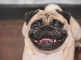 close-up de adorável cão pug, 3 anos, olhando para a câmera, foco suave foto