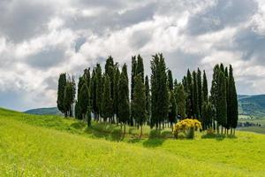 estande de abetos na paisagem cênica da Toscana foto