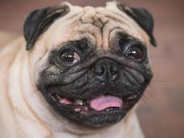 close-up de adorável cão pug, 3 anos, olhando para a câmera, foco suave foto