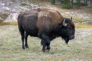 bisão americano no parque nacional de yellowstone foto