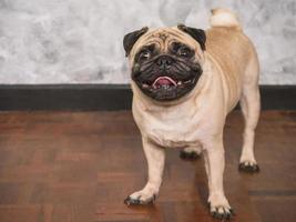 adorável cão pug em pé no chão em casa, 3 anos, olhando para a câmera foto