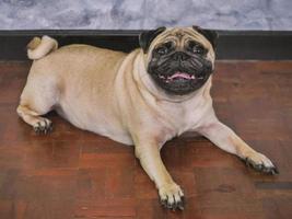 adorável cão pug deitado no chão em casa, 3 anos, olhando para a câmera foto