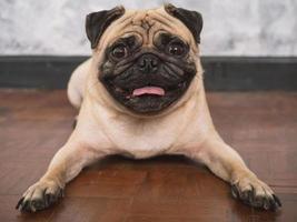 adorável cão pug deitado no chão em casa, 3 anos, olhando para a câmera foto