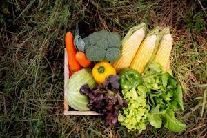 vegetal de grupo cru orgânico fresco para dieta na cesta na grama no jardim, colheita de agricultura e nutrição para alimentos saudáveis na fazenda. foto