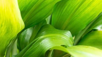 cor de folhas verdes de close-up e folha de vegetação turva na natureza. folhagem tropical e sobreposição deixam um conceito abstrato de fundo floral natural. foto