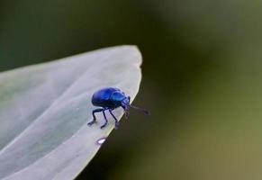 besouros de folha na natureza. foto