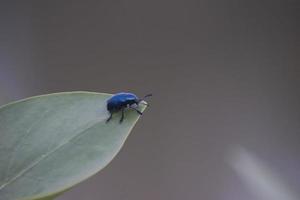 besouros de folha na natureza. foto