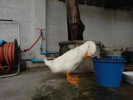 pato de penas branco boca amarela olhos negros em pé no chão. foto