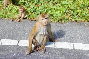 macaco na natureza, tailândia foto