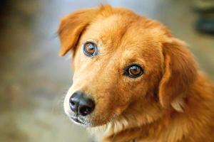 cara de cachorro expressa dúvidas. foto