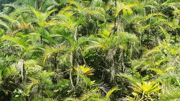 textura de folha da selva foto