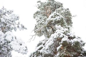 árvores cobertas de neve na floresta após uma queda de neve. abetos e pinheiros em fundo branco, natural foto