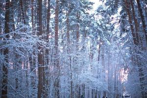 pinheiros na neve após uma queda de neve na floresta. pôr do sol rosa através das árvores no céu. paisagem de inverno foto