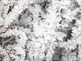 cristais de gelo na grama seca. padrão gelado na natureza no inverno de geada e neve. plano de fundo, espaço para texto. foto