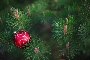 a bola vermelha de natal está deitada nas longas agulhas verdes de galhos de pinheiro. conceito de ano novo, padrão de abeto de fundo natural verde. espaço para texto foto
