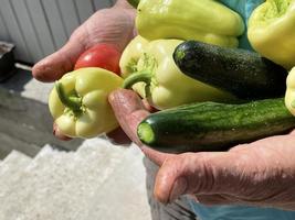 legumes orgânicos frescos fecham nas mãos do agricultor feminino. foco seletivo. as mãos da mulher seguram tomate fresco, papel e pepino. foto