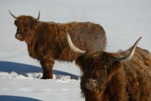 animal de vaca no inverno foto