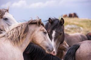 retrato de belos cavalos selvagens foto