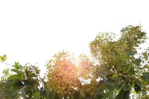 folhas de teca ou tectona grandis com luz solar no fundo foto