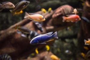 aquário com peixes coloridos foto