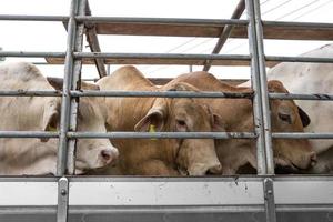 caminhão transporte carne gado vaca gado foto