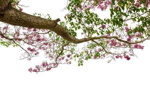 árvore de trombeta rosa ou tabebuia rosea isolada no fundo branco foto
