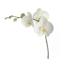 orquídea branca provinda verde isolada no branco