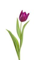 flor tulipa em uma haste com folhas foto